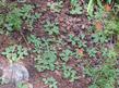  Fragaria virginiana platypetala, Western Alpine Strawberry up in the Inyo National Forest. - grid24_24