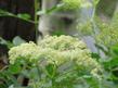 Sambucus caerulea, Blue Elderberry up in Inyo National Forest. - grid24_24