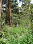 Fireweed up in the Inyo National Forest.