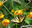 Lilium kelleyanum with a western Tiger Swallowtail, Papillo rotulus up in the Inyo National Forest.