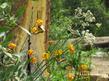 Western Tiger Swallowtails on  Lilium kelleyanum, Kelly's Lilly.and  Sphenosciadium capitellatum, Rangers Buttons. - grid24_24