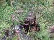  Epilobium angustifolium, Fireweed and Quaking Aspen up in Inyo National Forest.