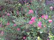 Dense Flowered Spiraea, Meadow sweet, Mountain Spiraea, Mountain Spirea