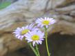 Aster occidentalis, Western Aster flowers in Yosemite.