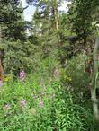 Epilobium angustifolium, Fireweed up in Yosemite