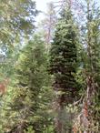 A Red fir forest with Abies magnifica, the Red Fir or Silvertip fir, and Abies concolor, White Fir.