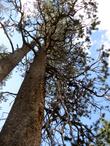 Pinus murrayana, Lodgepole Pine.