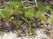 Sedum obtusatum, Pinus flexilus up in Inyo National Forest.