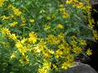 Arnica chamissonis, Chamisso arnica, along a creek in Inyo National Forest