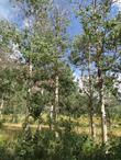 Populus tremuloides, Quaking Aspen.up in Inyo National Forest.