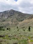 Great Basin Sage Brush.