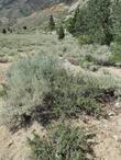 Great Basin Sage, Artemesia tridentata, Antelope Bush, Purshia tridentata