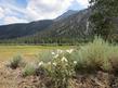 Argemone munita, Prickly Poppy up in Inyo National Forest