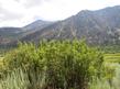 Ribes cereum, Wax Currant. up in the East Sierras.