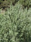 Buffaloberry, Shepherdia argetea up in Inyo National Forest.