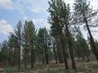 Pinus jeffreyi, Jeffrey Pine in the Inyo National Forest.