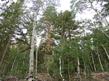 A grove of Quaking Aspen and Jeffery Pine.