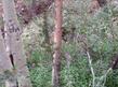 Epilobium angustifolium, Fireweed up in Inyo National Forest.