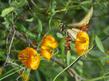 Western Tiger Swallowtail on Kelly's Lilly, Lilium kelleyanum.