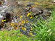 Helenium bigelovii, Bigelows Sneezeweed. and Bigelow Meadow chrysanthemum.