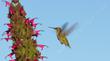 An Anna Hummingbird on Salvia Powerline Pink.