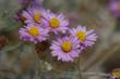 The flowers of  Corethrogyne filaginifolia,  Silver carpet, Common Corethrogyne and California Aster.