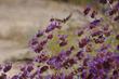 An Allen Hummingbird on Salvia Celestial Blue