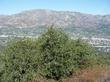 Quercus wislizenii frutescens, Dwarf scrub up about Los Angeles, courtesy of Roger and L.