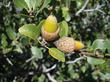 
Quercus wislizenii frutescens, Dwarf scrub Oak leaves and acorns  about Los Angeles, courtesy of Roger and L 