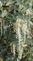 Garrya flavescens pallida Pale Ashy Silk-tassel Bush with male flowers