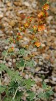  Sphaeralcea parvifolia, Globe Mallow.