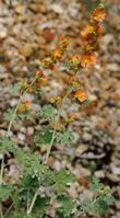  Sphaeralcea parvifolia, Globe Mallow. - grid24_24