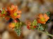  Sphaeralcea parvifolia, Globe Mallow flowers.