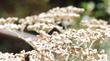 Insects on Saint Catherine's Lace.