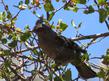 A female Phainopepla eats red berries, Rhamnus crocea ilicifolia - grid24_24