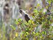 Ash-throated flycatcher, Myiarchus cinerascens, perches on a red berry plant in the chaparral.  - grid24_24