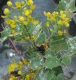 Shining Netvein Barberry Mahonia dictyota flowers. The plants are SO slow I'm not sure we'll ever have any for sale. A decade for a gallon plant. If we get them into the nursery they will be about $50 per plants. - grid24_24