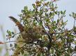 California Thrasher, Toxostoma redivivum and Redberry, Rhamnus crocea ilicifolia - grid24_24