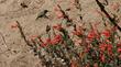 A short video about Ghostly California Fuchsia.