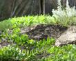  Arctostaphylos purrisima is a distinctly unique ground cover Manzanita  - grid24_24