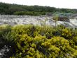  Ericameria ericoides, Mock Heather. in Western Santa Barbara County. - grid24_24