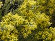  Ericameria ericoides, Mock Heather. flowers