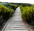  Ericameria ericoides, Mock Heather.in a beach boardwalk.