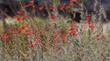 An Anna Hummingbird on a Catalina California Fuchsia.