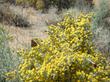 Tetradymia spinosa longispina, Cotton Thorn.