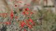 About six Anna Hummingbirds and one Allen Hummingbird were rotating through this group of Bert's Bluff flowers.