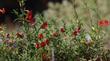 Diplacus puniceus, Red Monkey Flower.