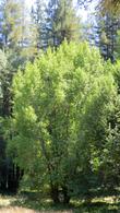 Fraxinus latifolia, Oregon Ash.