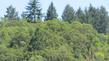 Sargent Cypress in Sonoma County with a few Coast Redwoods, Black Oak, Arctostaphylos standfordiana, Arctostaphylos densiflora, Arctostaphylos bakerii and probably Madrone.