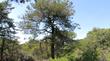 Sargent Cypress, Cupressus sargentii, and probably Arctostaphylos densiflora up in Sonoma County. It looks very much like the grove on Cuesta Ridge in San Luis Obispo County, but the Obispo one has Arctostaphylos glauca and obispoensis instead of Arctostaphylos densiflora.